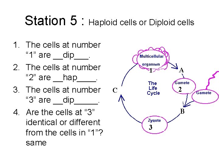 Station 5 : Haploid cells or Diploid cells 1. The cells at number “