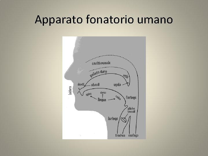 Apparato fonatorio umano 