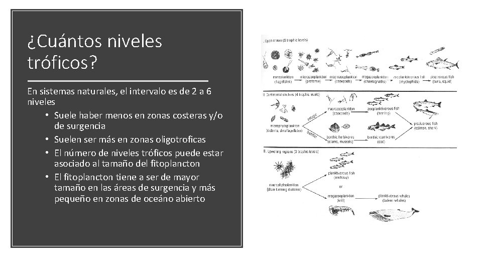 ¿Cuántos niveles tróficos? En sistemas naturales, el intervalo es de 2 a 6 niveles