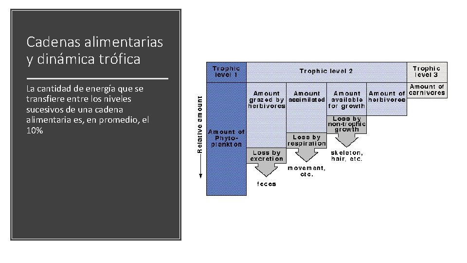 Cadenas alimentarias y dinámica trófica La cantidad de energía que se transfiere entre los