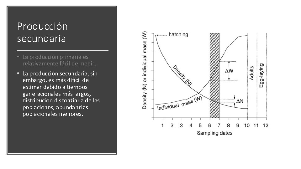 Producción secundaria • La producción primaria es relativamente fácil de medir. • La producción