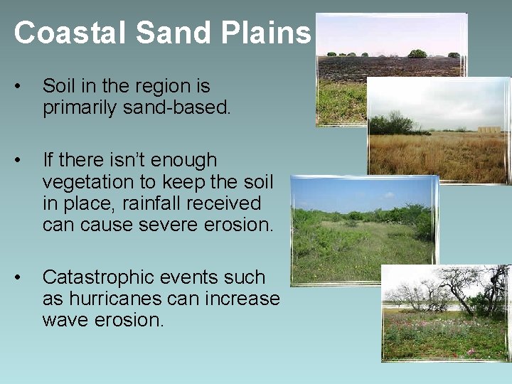 Coastal Sand Plains • Soil in the region is primarily sand-based. • If there