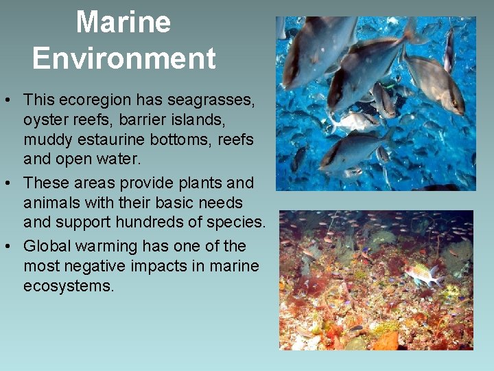 Marine Environment • This ecoregion has seagrasses, oyster reefs, barrier islands, muddy estaurine bottoms,