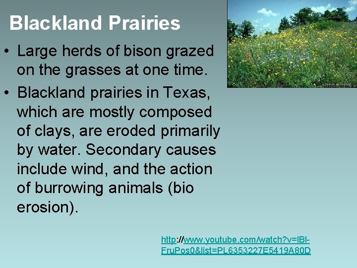 Blackland Prairies • Large herds of bison grazed on the grasses at one time.