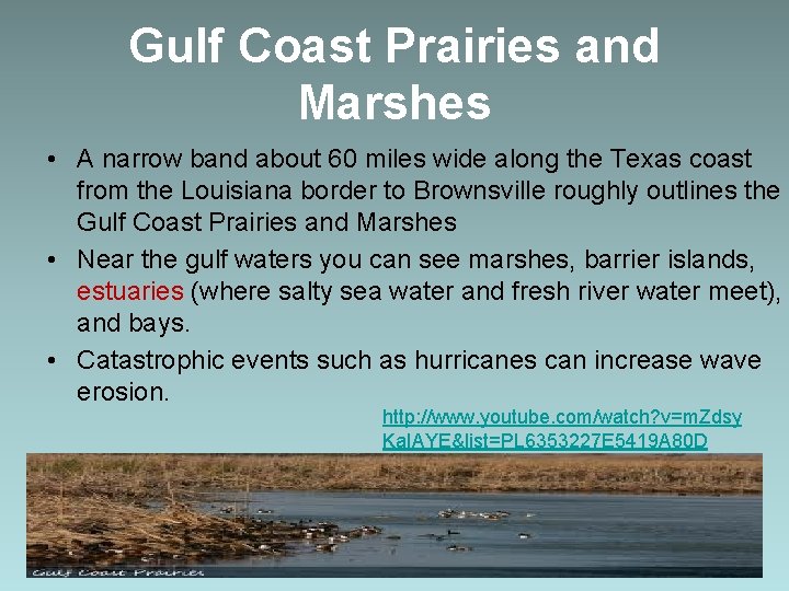 Gulf Coast Prairies and Marshes • A narrow band about 60 miles wide along