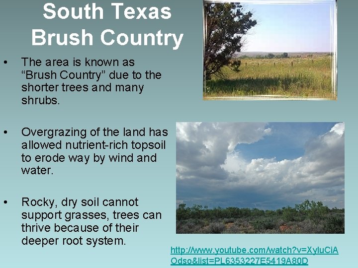 South Texas Brush Country • The area is known as “Brush Country” due to