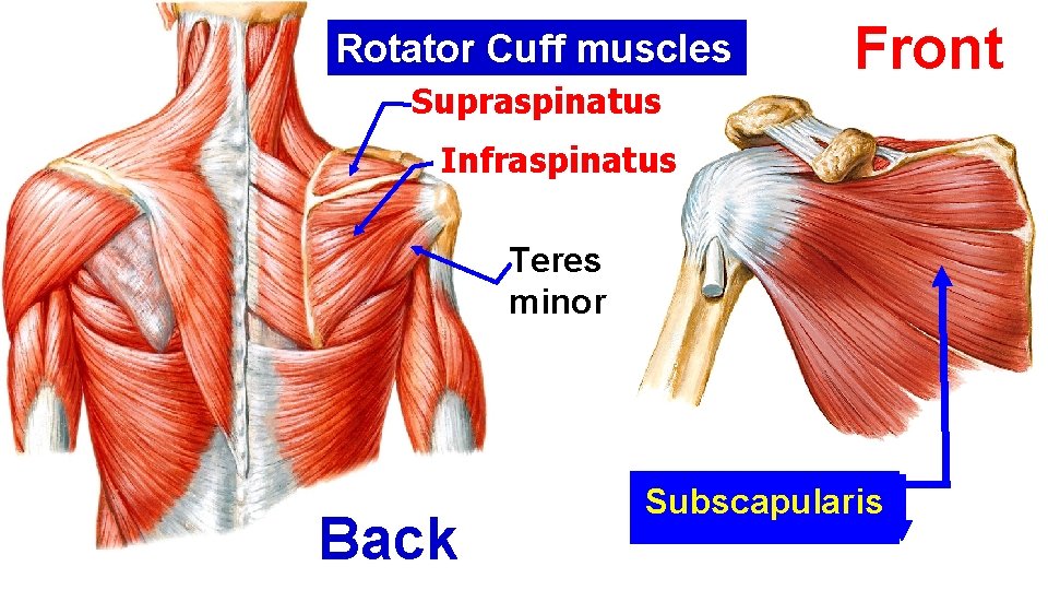Rotator Cuff muscles Supraspinatus Front Infraspinatus Teres minor Back Subscapularis Rotator Cuff muscles Supraspinatus Front Infraspinatus Teres minor Back Subscapularis