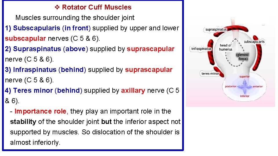 v Rotator Cuff Muscles surrounding the shoulder joint 1) Subscapularis (in front) supplied by v Rotator Cuff Muscles surrounding the shoulder joint 1) Subscapularis (in front) supplied by