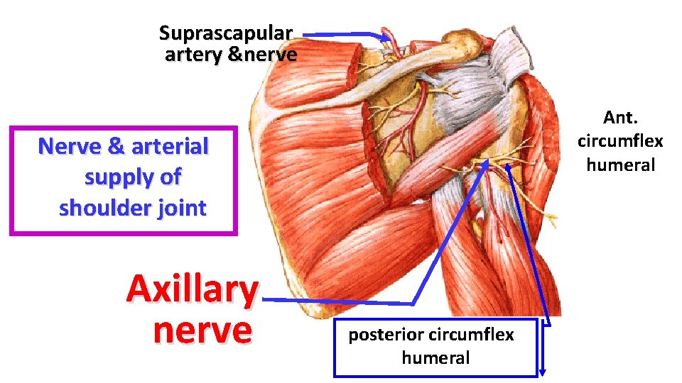 Suprascapular artery &nerve Ant. circumflex humeral Nerve & arterial supply of shoulder joint Axillary Suprascapular artery &nerve Ant. circumflex humeral Nerve & arterial supply of shoulder joint Axillary