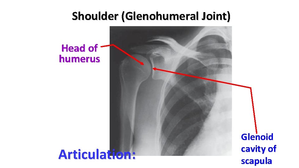 Shoulder (Glenohumeral Joint) Head of humerus Articulation: Glenoid cavity of scapula Shoulder (Glenohumeral Joint) Head of humerus Articulation: Glenoid cavity of scapula
