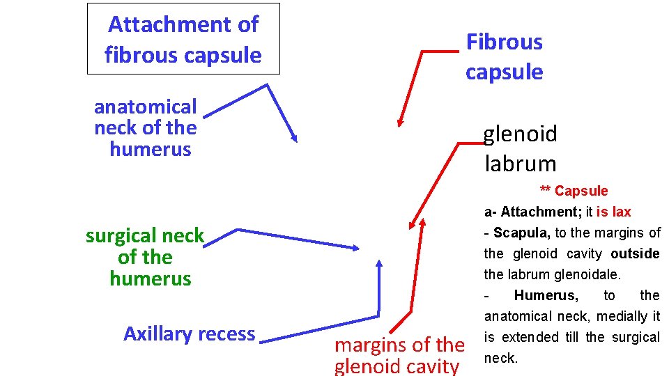 Attachment of fibrous capsule Fibrous capsule anatomical neck of the humerus glenoid labrum ** Attachment of fibrous capsule Fibrous capsule anatomical neck of the humerus glenoid labrum **