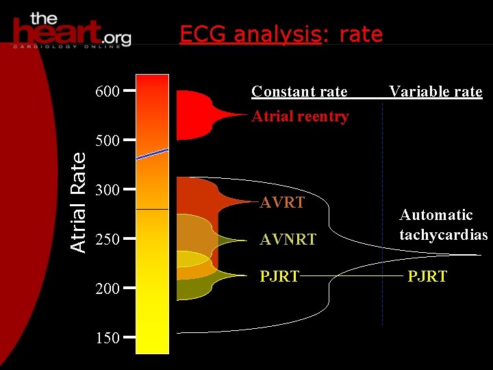 ECG analysis: rate 600 Constant rate Variable rate Atrial reentry Atrial Rate 500 300