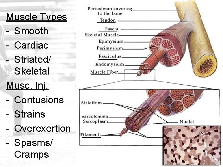 Muscle Types - Smooth - Cardiac - Striated/ Skeletal Musc. Inj. - Contusions -