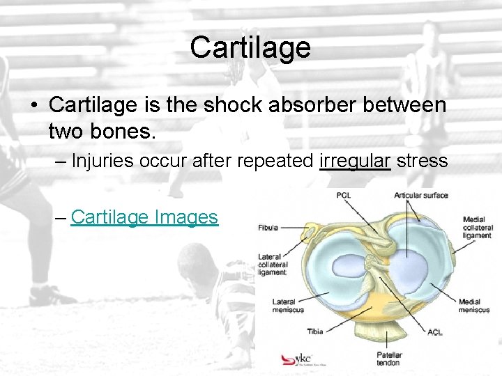 Cartilage • Cartilage is the shock absorber between two bones. – Injuries occur after