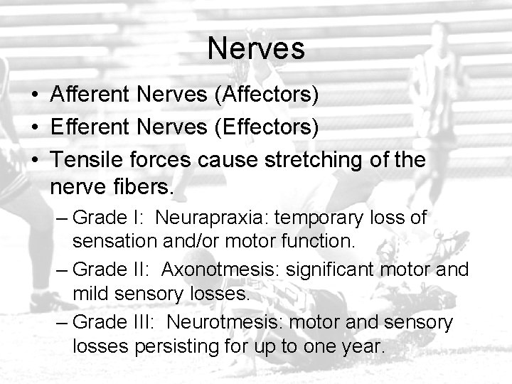 Nerves • Afferent Nerves (Affectors) • Efferent Nerves (Effectors) • Tensile forces cause stretching