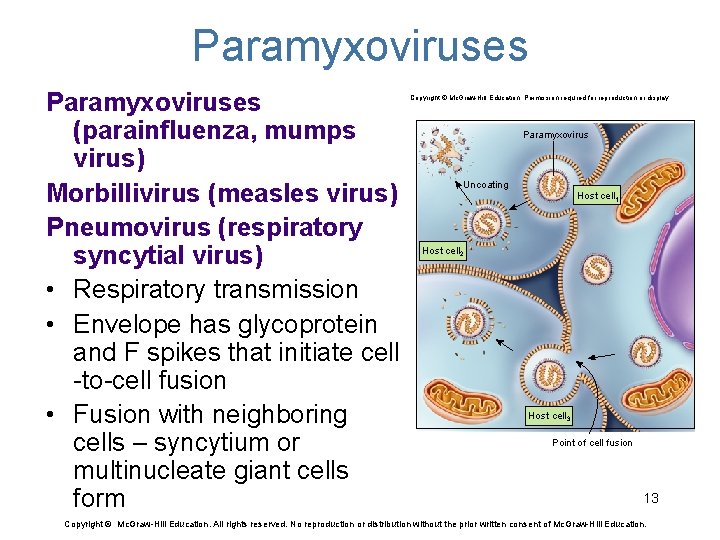Paramyxoviruses (parainfluenza, mumps virus) Morbillivirus (measles virus) Pneumovirus (respiratory syncytial virus) • Respiratory transmission
