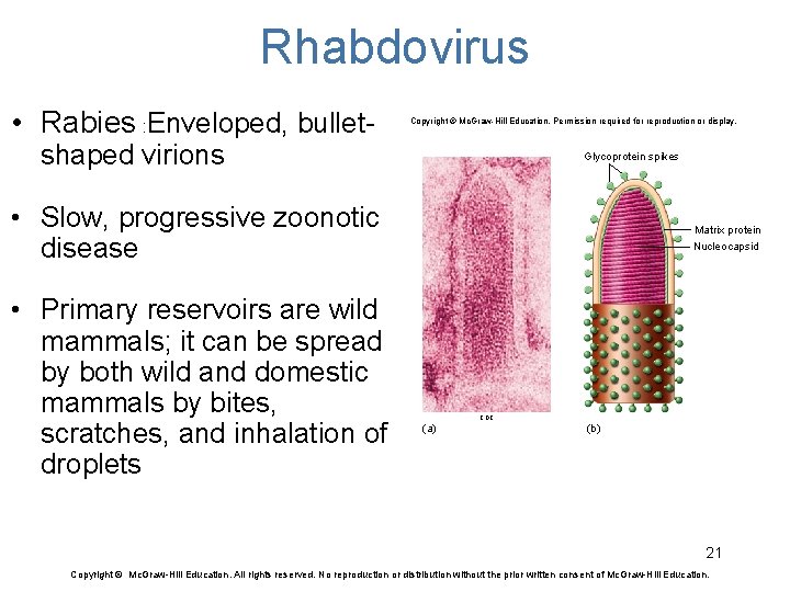 Rhabdovirus • Rabies : Enveloped, bullet- Copyright © Mc. Graw-Hill Education. Permission required for