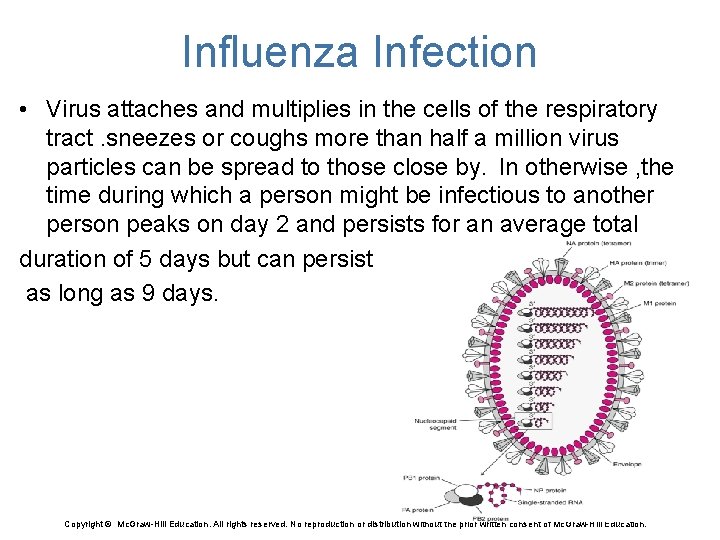 Influenza Infection • Virus attaches and multiplies in the cells of the respiratory tract.