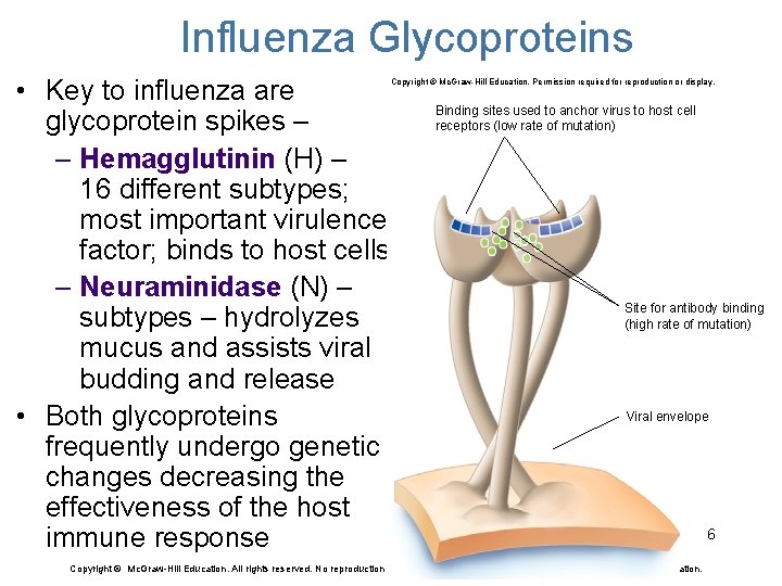 Influenza Glycoproteins • Key to influenza are glycoprotein spikes – – Hemagglutinin (H) –