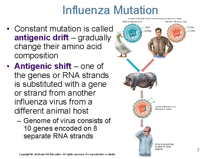 Influenza Mutation • Constant mutation is called antigenic drift – gradually change their amino