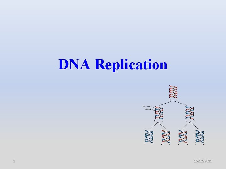 DNA Replication 1 15/12/2021 