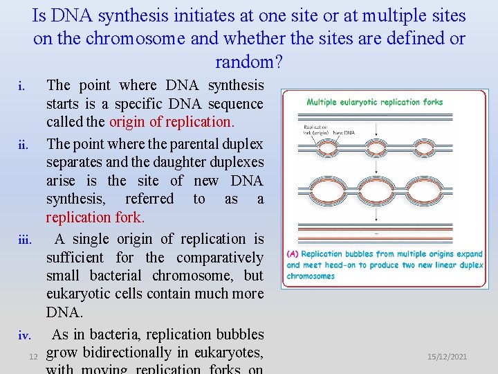 Is DNA synthesis initiates at one site or at multiple sites on the chromosome