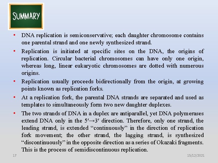  • DNA replication is semiconservative; each daughter chromosome contains one parental strand one