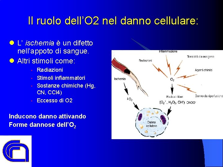 Il ruolo dell’O 2 nel danno cellulare: l L’ ischemia è un difetto nell’appoto