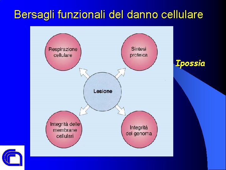 Bersagli funzionali del danno cellulare Ipossia 