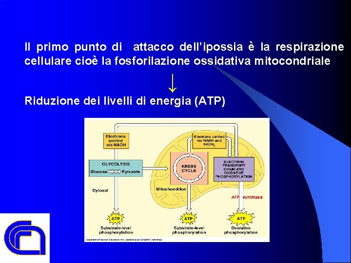 Il primo punto di attacco dell’ipossia è la respirazione cellulare cioè la fosforilazione ossidativa