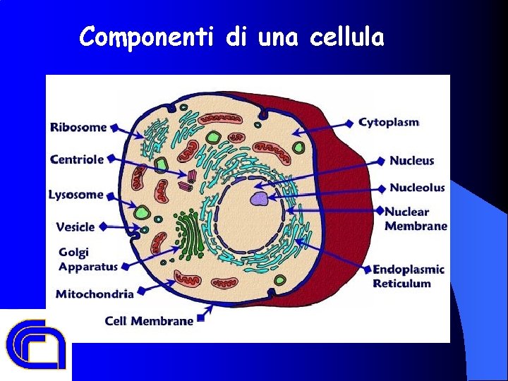 Componenti di una cellula 