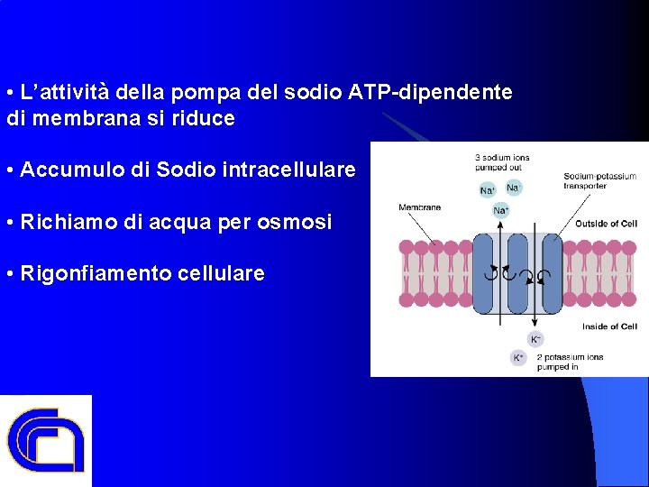  • L’attività della pompa del sodio ATP-dipendente di membrana si riduce • Accumulo