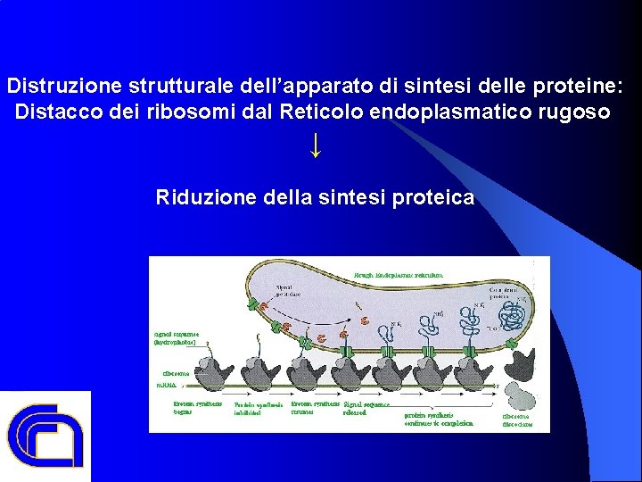 Distruzione strutturale dell’apparato di sintesi delle proteine: Distacco dei ribosomi dal Reticolo endoplasmatico rugoso