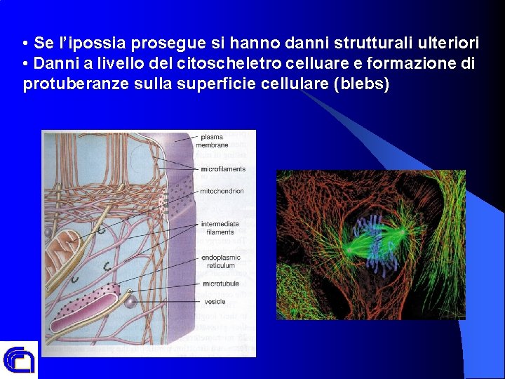  • Se l’ipossia prosegue si hanno danni strutturali ulteriori • Danni a livello