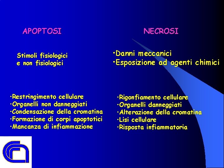 APOPTOSI Stimoli fisiologici e non fisiologici • Restringimento cellulare • Organelli non danneggiati •