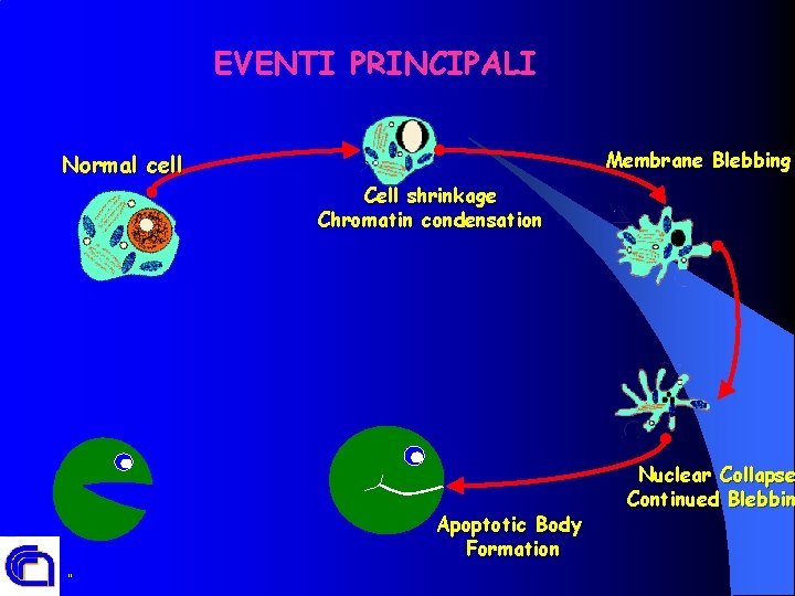 EVENTI PRINCIPALI Membrane Blebbing Normal cell Cell shrinkage Chromatin condensation Apoptotic Body Formation ”