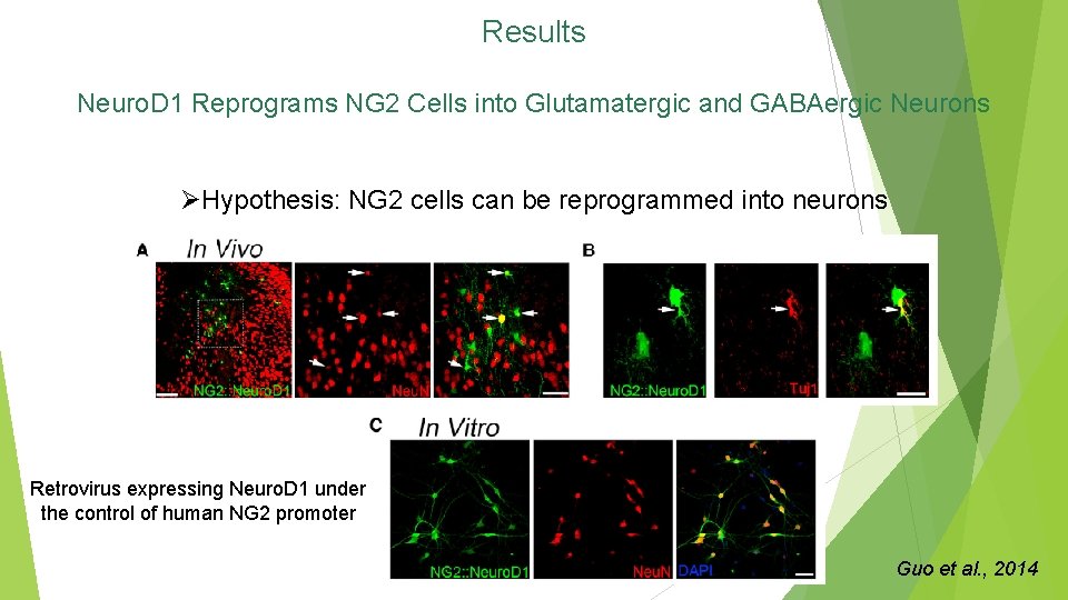 Results Neuro. D 1 Reprograms NG 2 Cells into Glutamatergic and GABAergic Neurons ØHypothesis: