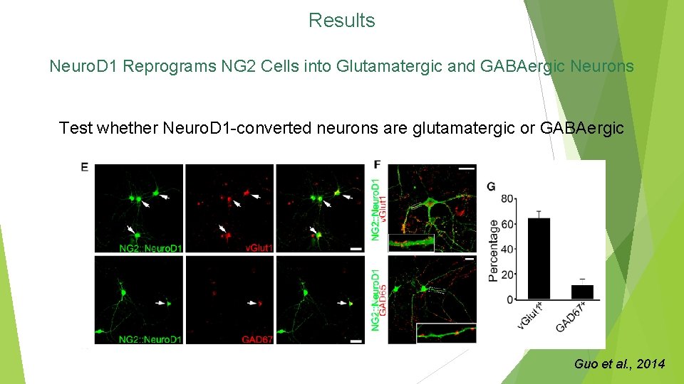 Results Neuro. D 1 Reprograms NG 2 Cells into Glutamatergic and GABAergic Neurons Test