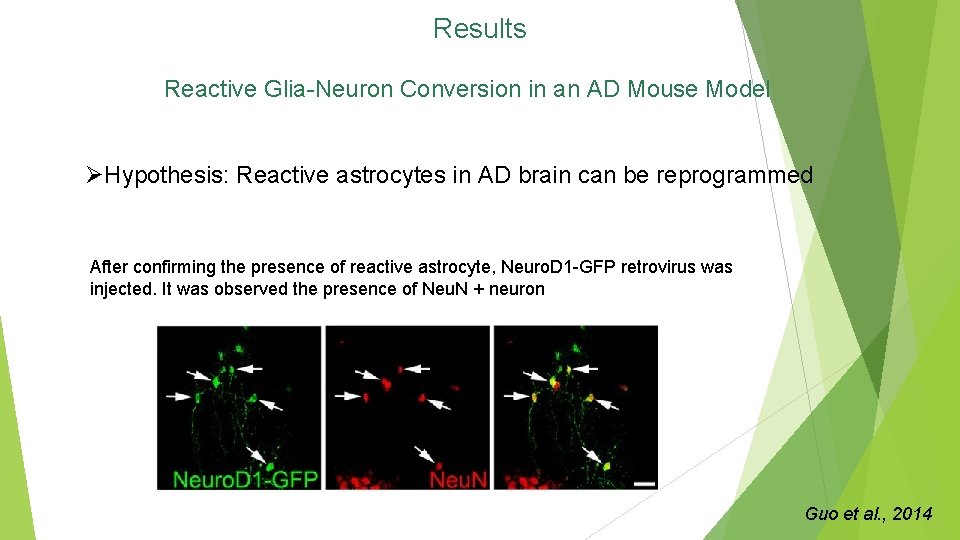 Results Reactive Glia-Neuron Conversion in an AD Mouse Model ØHypothesis: Reactive astrocytes in AD