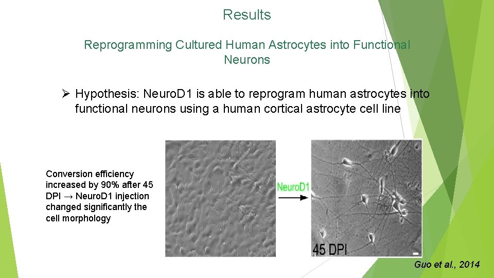Results Reprogramming Cultured Human Astrocytes into Functional Neurons Ø Hypothesis: Neuro. D 1 is