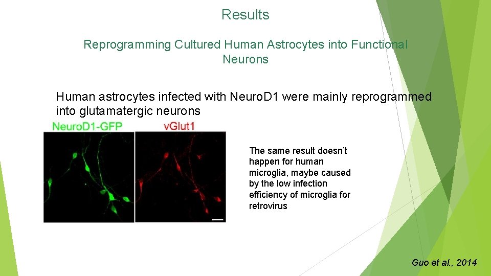 Results Reprogramming Cultured Human Astrocytes into Functional Neurons Human astrocytes infected with Neuro. D