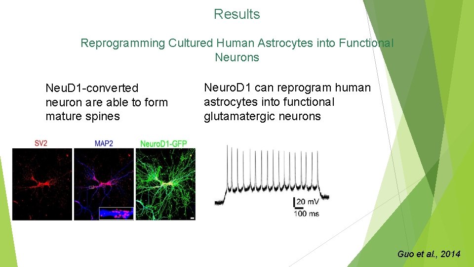 Results Reprogramming Cultured Human Astrocytes into Functional Neurons Neu. D 1 -converted neuron are