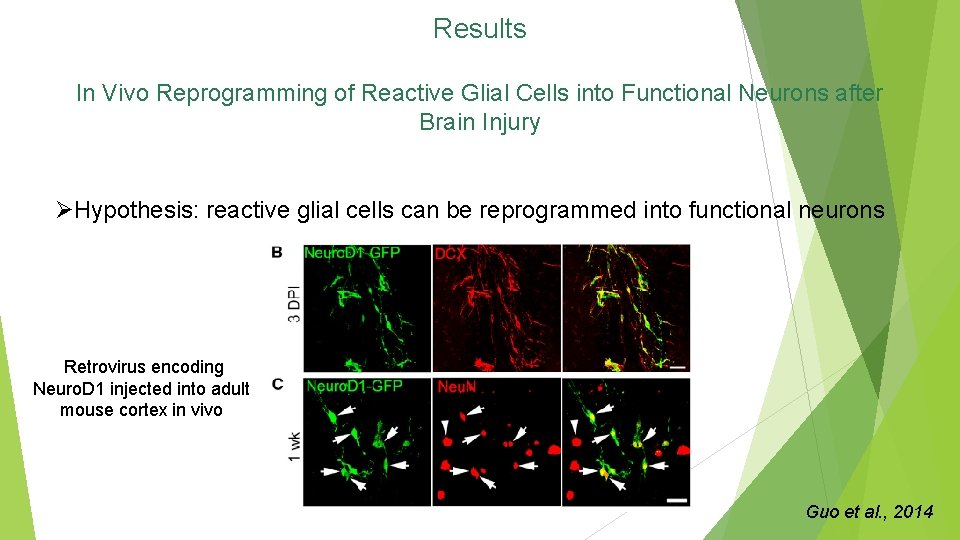 Results In Vivo Reprogramming of Reactive Glial Cells into Functional Neurons after Brain Injury