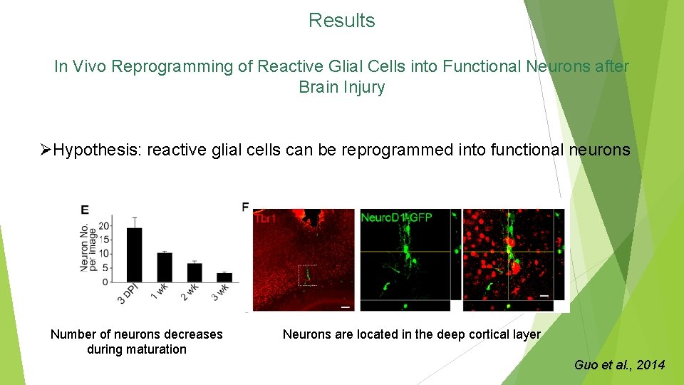 Results In Vivo Reprogramming of Reactive Glial Cells into Functional Neurons after Brain Injury