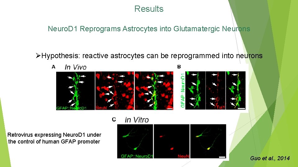 Results Neuro. D 1 Reprograms Astrocytes into Glutamatergic Neurons ØHypothesis: reactive astrocytes can be