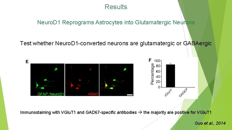 Results Neuro. D 1 Reprograms Astrocytes into Glutamatergic Neurons Test whether Neuro. D 1