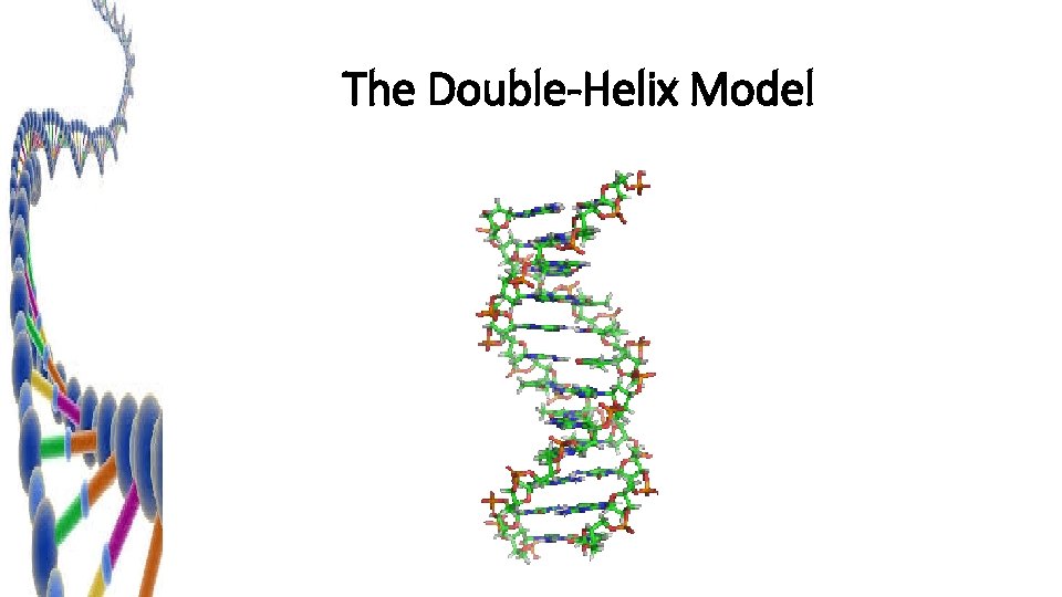 The Double-Helix Model 