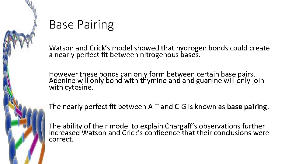Base Pairing Watson and Crick’s model showed that hydrogen bonds could create a nearly