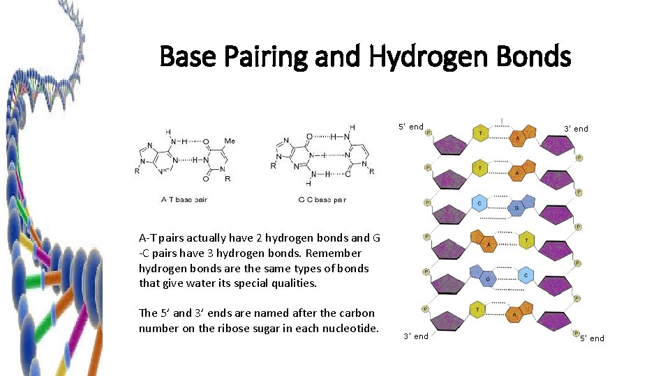 Base Pairing and Hydrogen Bonds A-T pairs actually have 2 hydrogen bonds and G