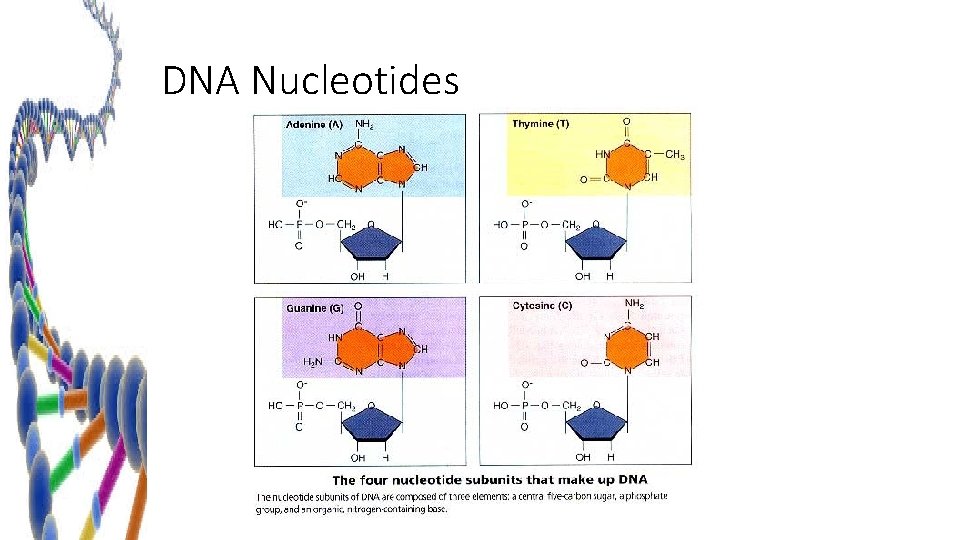 DNA Nucleotides 
